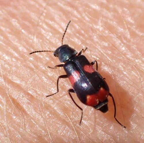 Réf. 284 232 : Anthocomus fasciatus